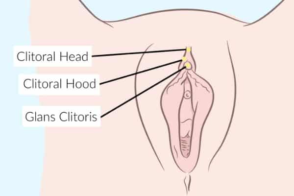 Which part of their body do women love getting licked and touched? 3 Her Clitoris