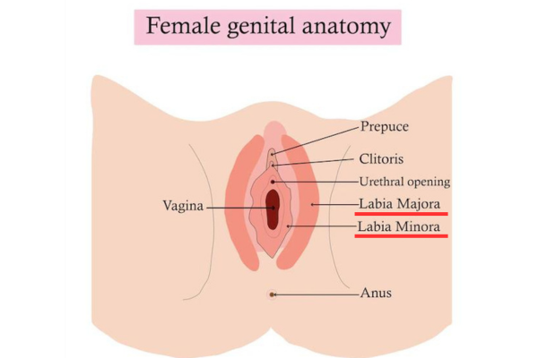 Why Does A Vagina Look Like a "Roast Beef"? Fact or Myth? 1 vulva or vagina opening Why Does A Vagina Look Like a "Roast Beef"? Fact or Myth?